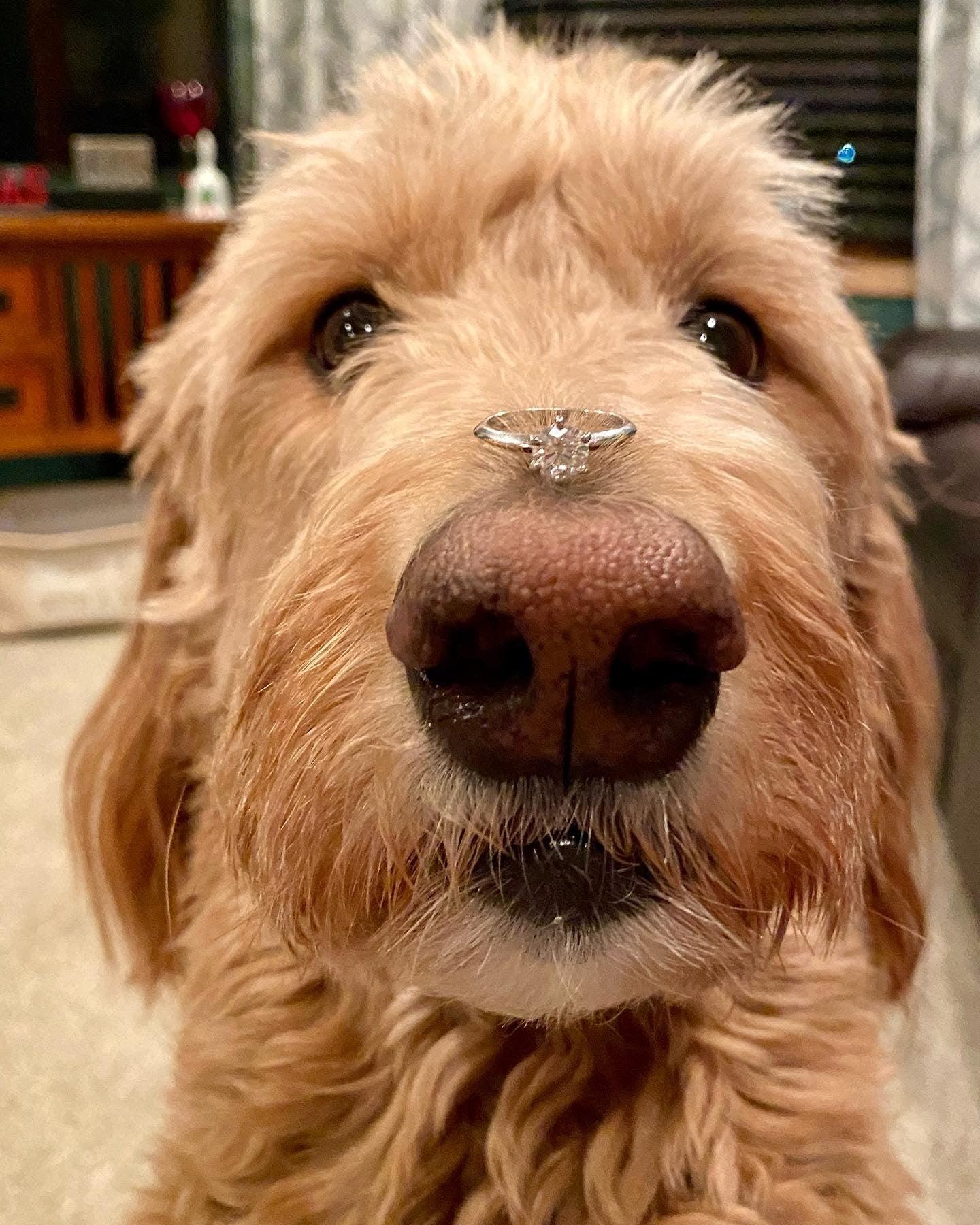Close-up of a golden doodle with a solitaire engagement ring balanced on its nose.