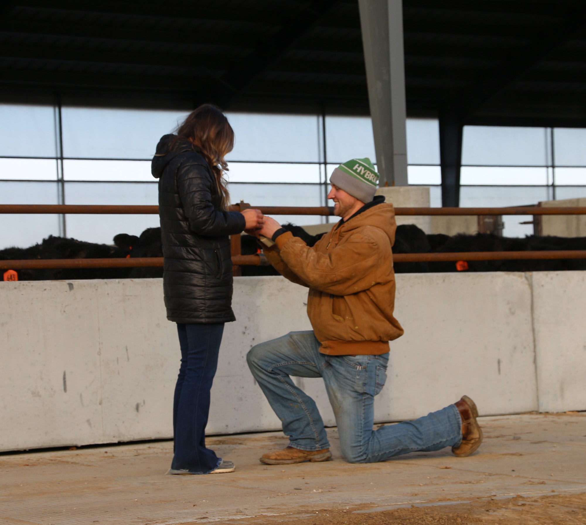 Man kneeling and proposing to a woman inside a cattle barn with cows visible in the background